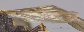 Media type: image;   Entomology 13788 Aspect: Wing hind
